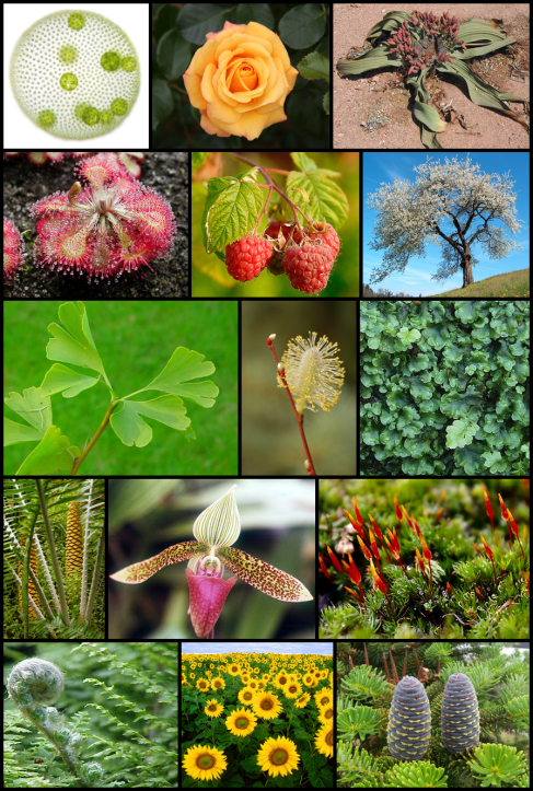 EL SECRETO DE LAS PLANTAS Imagen