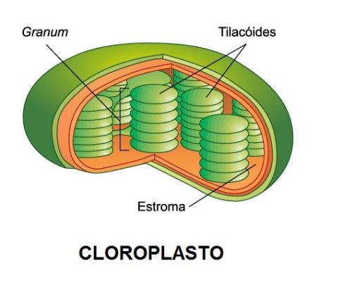 EL SECRETO DE LAS PLANTAS Imagen