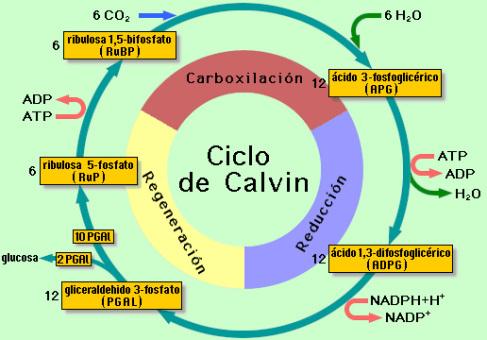 EL SECRETO DE LAS PLANTAS Imagen