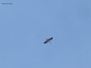 III Festival Grullero (IV): 15 de febrero, gran día de migración en la laguna de Gallocanta. III Festival Grullero (IV): 15 de febrero, gran día de migración en la laguna de Gallocanta.