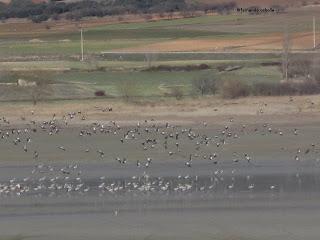 III Festival Grullero (IV): 15 de febrero, gran día de migración en la laguna de Gallocanta. III Festival Grullero (IV): 15 de febrero, gran día de migración en la laguna de Gallocanta.