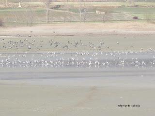 III Festival Grullero (IV): 15 de febrero, gran día de migración en la laguna de Gallocanta. III Festival Grullero (IV): 15 de febrero, gran día de migración en la laguna de Gallocanta.