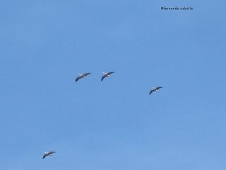 III Festival Grullero (IV): 15 de febrero, gran día de migración en la laguna de Gallocanta. III Festival Grullero (IV): 15 de febrero, gran día de migración en la laguna de Gallocanta.