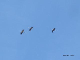 III Festival Grullero (IV): 15 de febrero, gran día de migración en la laguna de Gallocanta. III Festival Grullero (IV): 15 de febrero, gran día de migración en la laguna de Gallocanta.
