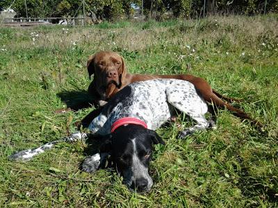 DOS FIERAS SALVAJES DE PUNTA UMBRÍA BUSCAN ADOPCIÓN CONJUNTA.