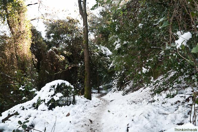 Collserola nevada Collserola nevada