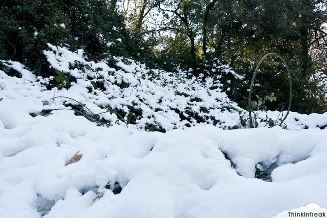 Collserola nevada Collserola nevada
