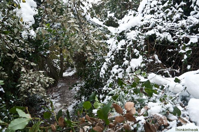 Collserola nevada Collserola nevada