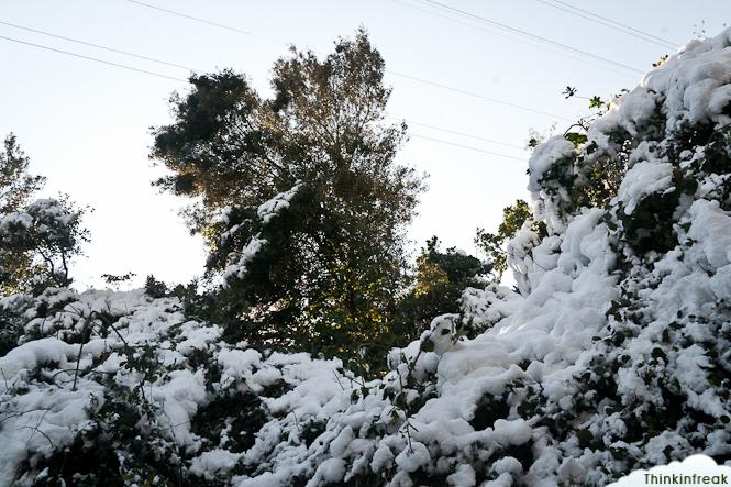 Collserola nevada Collserola nevada