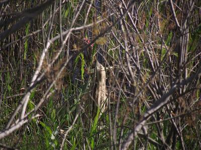 Primavera vs. Invierno en el sur de España - Spring vs. Winter in the south of Spain -- 13/2/13 Primavera vs. Invierno en el sur de España - Spring vs. Winter in the south of Spain -- 13/2/13