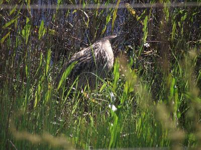 Primavera vs. Invierno en el sur de España - Spring vs. Winter in the south of Spain -- 13/2/13 Primavera vs. Invierno en el sur de España - Spring vs. Winter in the south of Spain -- 13/2/13