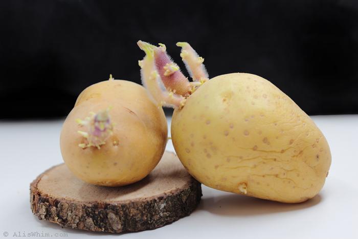 ¿Te comerías una patata cuando está germinando? Potatoes with shoots