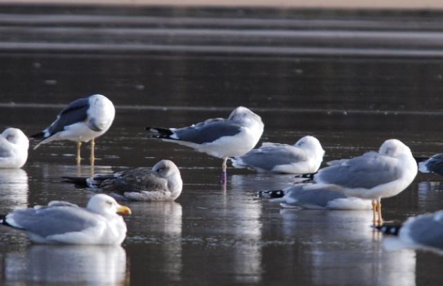 Movimiento de gaviotas sombrías