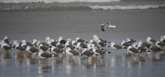 Movimiento de gaviotas sombrías