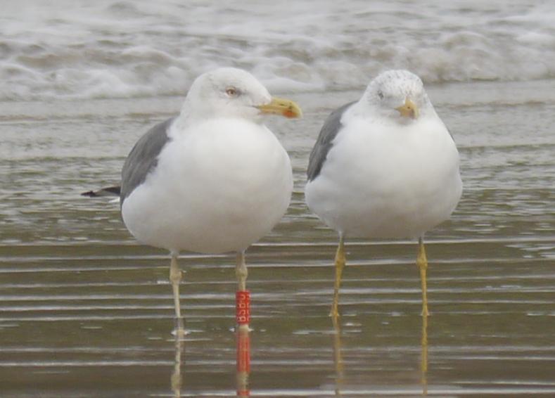 Movimiento de gaviotas sombrías