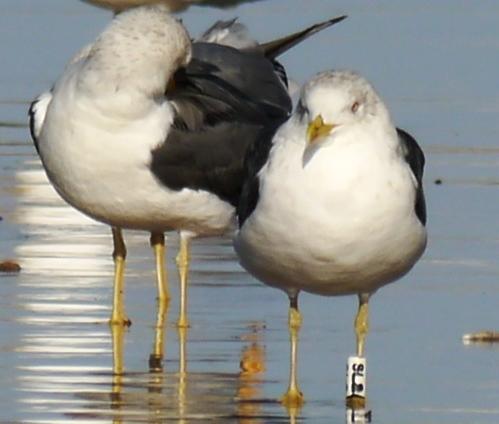 Movimiento de gaviotas sombrías