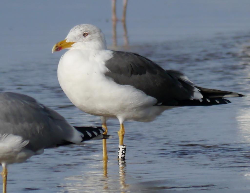 Movimiento de gaviotas sombrías