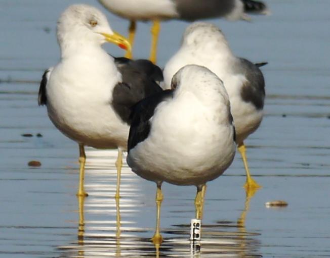 Movimiento de gaviotas sombrías