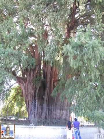 http://m1.paperblog.com/i/172/1725116/oaxaca-el-arbol-del-tule-L-YZ2YTH.jpeg