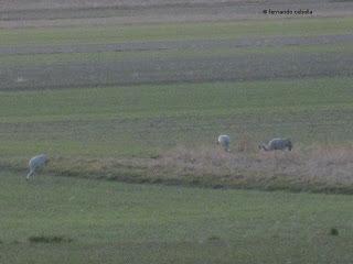 III Festival Grullero (V, y final): 15 de febrero, gran día de migración en la laguna de Gallocanta. III Festival Grullero (V, y final): 15 de febrero, gran día de migración en la laguna de Gallocanta.