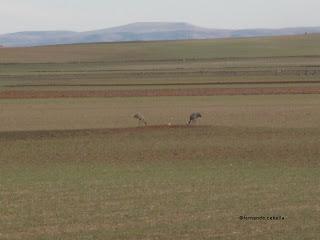 III Festival Grullero (V, y final): 15 de febrero, gran día de migración en la laguna de Gallocanta. III Festival Grullero (V, y final): 15 de febrero, gran día de migración en la laguna de Gallocanta.