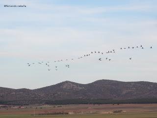 III Festival Grullero (V, y final): 15 de febrero, gran día de migración en la laguna de Gallocanta. III Festival Grullero (V, y final): 15 de febrero, gran día de migración en la laguna de Gallocanta.