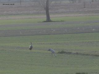 III Festival Grullero (V, y final): 15 de febrero, gran día de migración en la laguna de Gallocanta. III Festival Grullero (V, y final): 15 de febrero, gran día de migración en la laguna de Gallocanta.