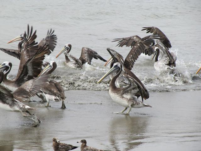 Chorrillos: auge y declive Chorrillos: auge y declive