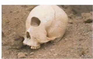 Cíclopes que hay de verdad y de mentira al respecto Cíclopes que hay de verdad y de mentira al respecto