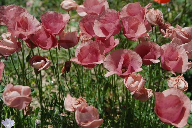 Otras nevadas y otras primaveras. Otras nevadas y otras primaveras.