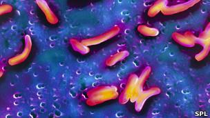 Un virus que hace pedazos la bacteria del cólera