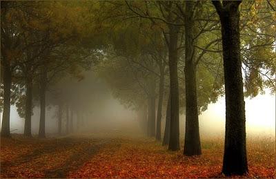 primo masotti y la fotografía de bosque