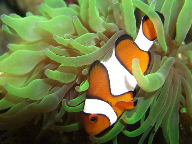 El baile de Nemo: los movimientos del pez payaso benefician a las ... El baile de Nemo: los movimientos del pez payaso benefician a las ...