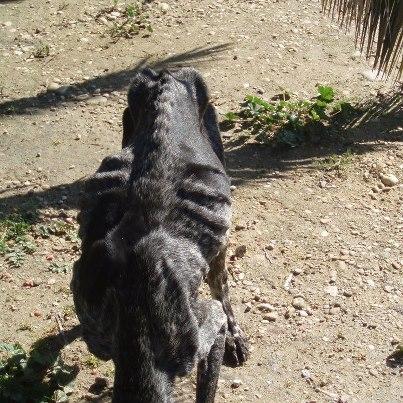 HERCULES, CASO EXTREMO!!!! NECESITAMOS AYUDA Y CASA DE ACOGIDA!!! Foto: Hercules. Braco. Macho. Esta deshidratado y en los huesos. Tiene el pene fuera. Lo ha encontrado esta mañana unos compañeros de la protectora. Es un caso EXTREMO. Necesitamos una casa de acogida URGENTE. Esta en los huesos. Lo va a llevar una campañera al veterinario y os seguimos informando Contacto: segundaoportunidadsantaella@hotmail.esCarmen 609131111