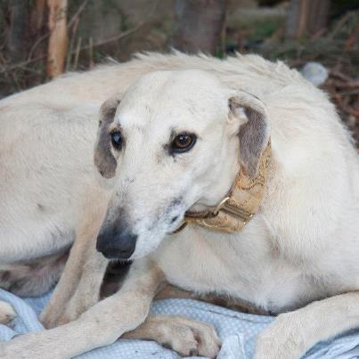 Aitor, vence su miedo para tener una oportunidad de ser feliz Foto: Disponible para adopción. Nombre: Aitor Carácter: Algo temeroso, aunque está superando su miedo inicial. Hay que tener cuidado al relacionarlo con otros machos. Observaciones: Ha perdido la visión del ojo derecho, posiblemente por algún golpe o pedrada. El otro lo tiene perfecto. Avaliable for adoption. Name: Aitor Character: He's afraid of humans until he gets to know someone. You need to be careful to introduce him with another male dogs. Observations: He has left the vision of his right eye, he could be beaten. His left eye is perfect. Aitor ha vagado durante mucho tiempo por las calles de Casabermeja. Aunque han intentado cogerlo en varias ocasiones, su miedo hacia el ser humano ha hecho que escapara de esos varios intentos de captura, incluso habiendo tomado pastillas tranquilizantes con tal de que se durmiera para poder cogerlo. Al final, unas amigas que dieron el aviso, consiguieron rescatarlo y lo trajeron al refugio, donde al principio le costó adaptarse y temía a todos los humanos, de quienes se defendía refugiado en un rincón y gruñendo. Unos días después, ha ido descubriendo que esos seres humanos no son como los que él conocía y ya empieza a alegrarse cuando nos ve entrar y nos recibe con movimientos de rabo. Necesita una persona que tenga la paciencia de mostrarle que los seres humanos también somos capaces de dar amor y cuidados, que los de los golpes no son seres humanos de verdad. ¿Se lo quieres enseñar tu? Contacto/Contact: galgosenfamilia@hotmail.com.