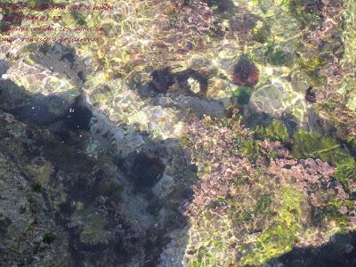 Patatas a la marinera Patatas a la marinera