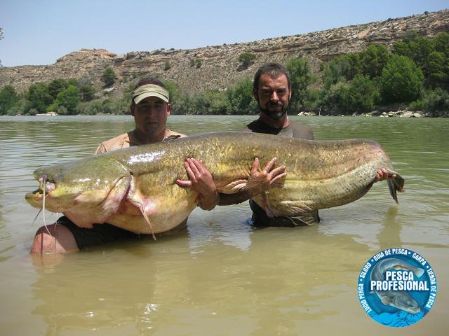 record siluro record siluro GUIA DE PESCA DEL SILURO AL PELLETS 2013