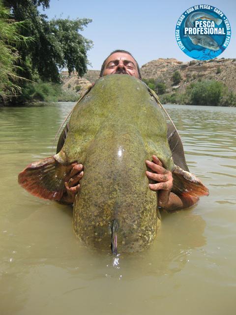 guia de pesca del siluro guia de pesca del siluro GUIA DE PESCA DEL SILURO AL PELLETS 2013