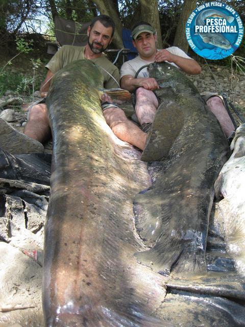 siluros gigantes siluros gigantes1 GUIA DE PESCA DEL SILURO AL PELLETS 2013