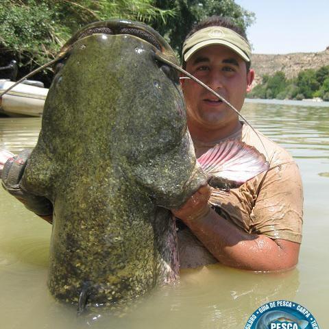 pesca guiada del siluro pesca guiada del siluro 480x480 GUIA DE PESCA DEL SILURO AL PELLETS 2013