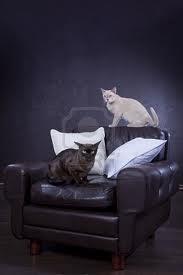 Truco para que tus gatos no se suban a tú sofá favorito