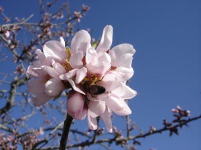 Plantas de Marzo, Floración