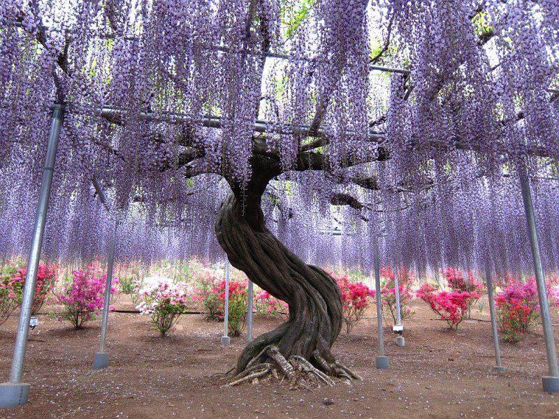 Wisteria