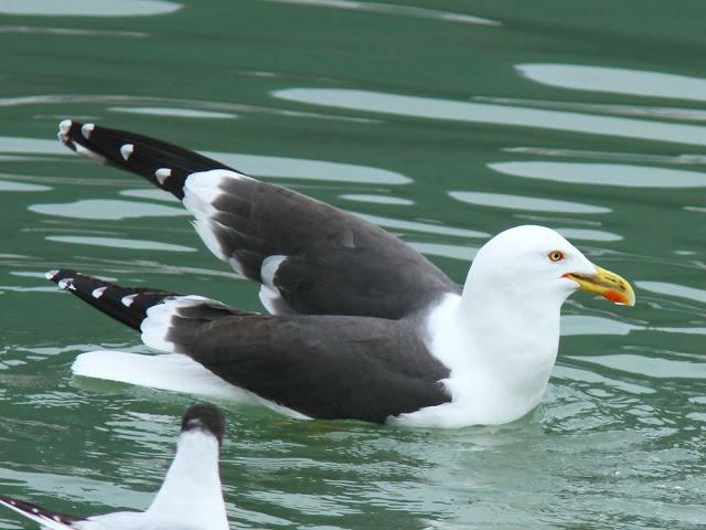 GULLS IN ONDARROA-Larus smithsonianus GULLS IN ONDARROA-Larus smithsonianus