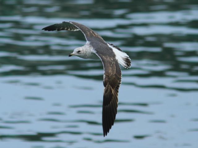 GULLS IN ONDARROA-Larus smithsonianus GULLS IN ONDARROA-Larus smithsonianus