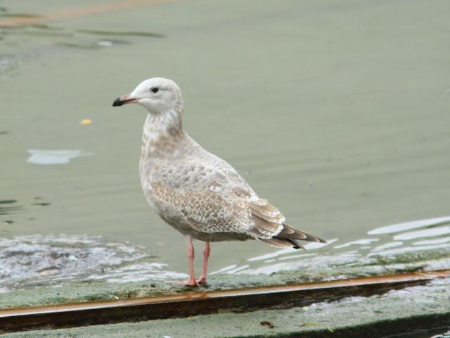 GULLS IN ONDARROA-Larus smithsonianus GULLS IN ONDARROA-Larus smithsonianus