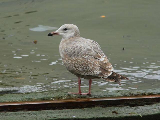 GULLS IN ONDARROA-Larus smithsonianus GULLS IN ONDARROA-Larus smithsonianus