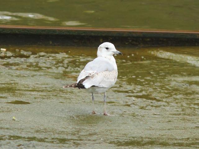 GULLS IN ONDARROA-Larus smithsonianus GULLS IN ONDARROA-Larus smithsonianus