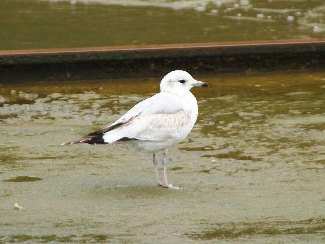 GULLS IN ONDARROA-Larus smithsonianus GULLS IN ONDARROA-Larus smithsonianus