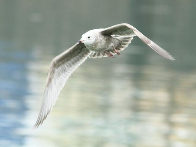 GULLS IN ONDARROA-Larus smithsonianus GULLS IN ONDARROA-Larus smithsonianus